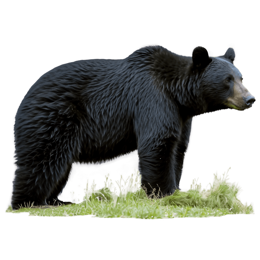 Serene Black Bear PNG 44