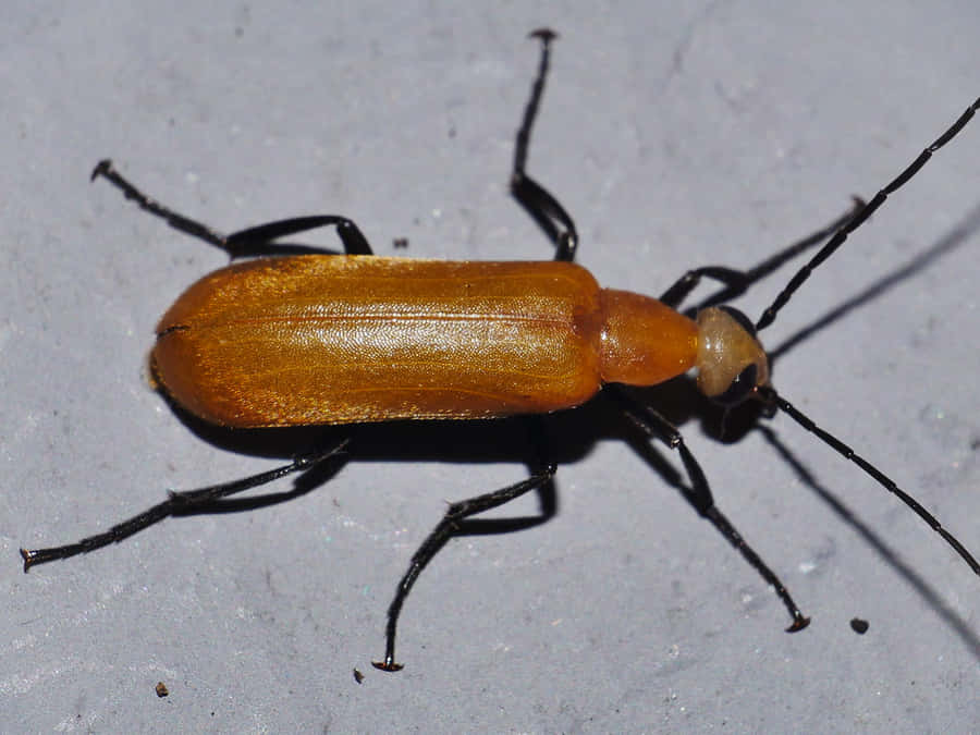 Blister Billbug På Overfladen