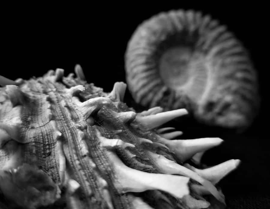 Fóssil de Ammonite em Fundo Preto