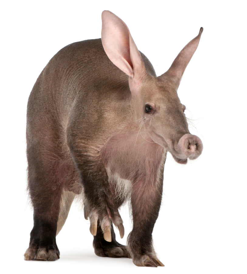 Erdferkel Stehend Weißer Hintergrund