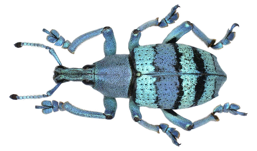 Beetle Blu Vista Dall'Alto