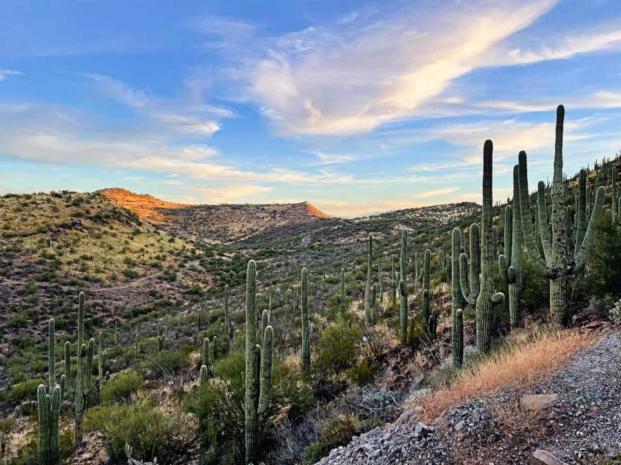 CactosSaguaro do Arizona