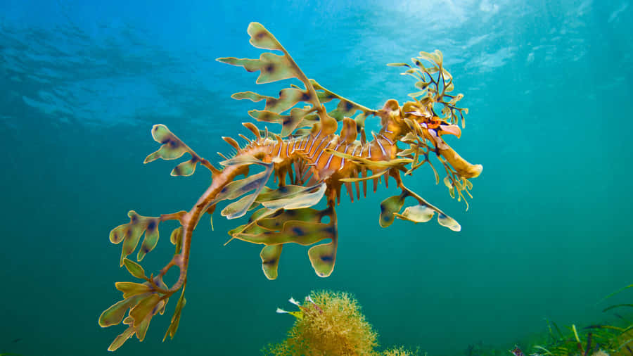 Blattiger Seeechse unter Wasser Tarnung