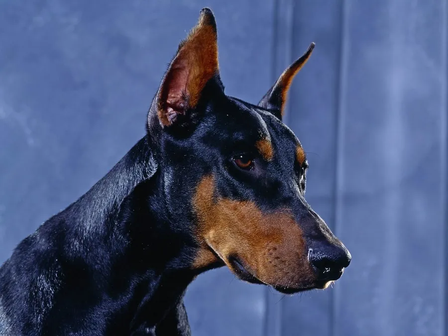 Doberman
