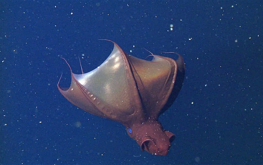 Vampirkrake Unterwasser