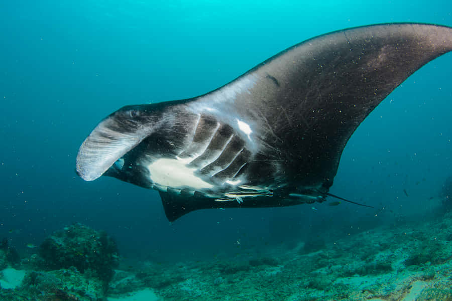 Majestätischer Manta Ray Schwimmen Unterwasser.jpg