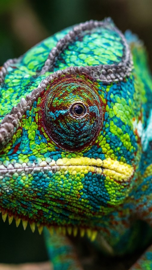 Chamäleonfarben Hintergrundbilder