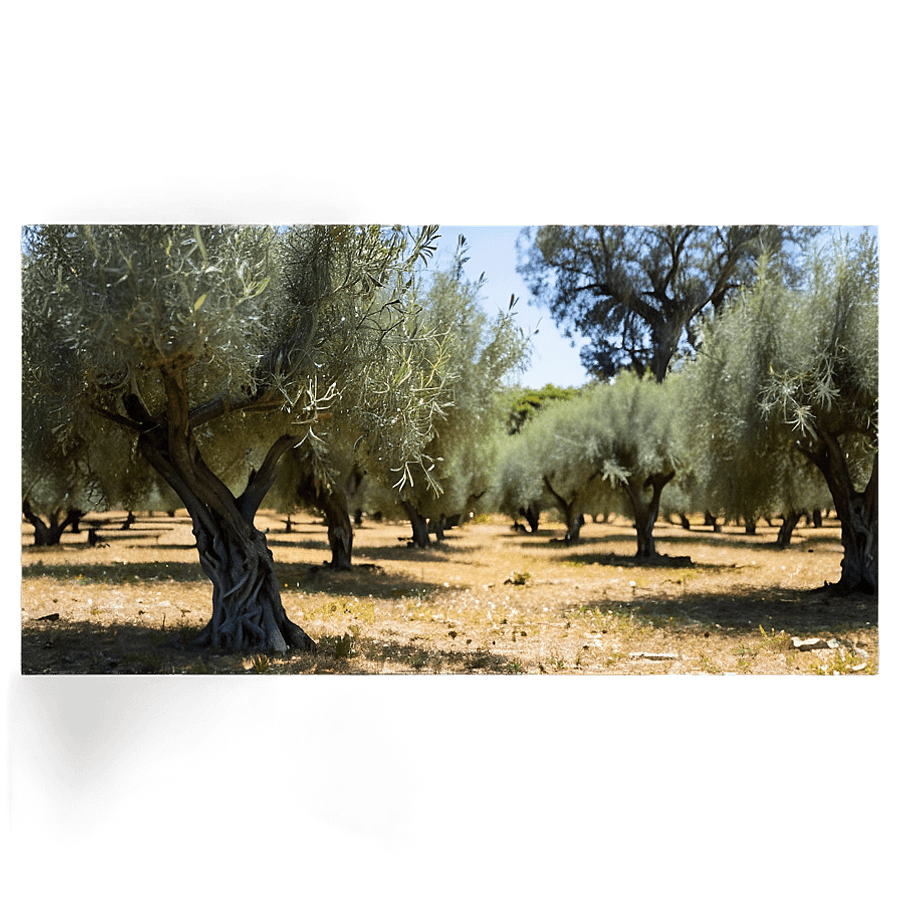 Olive Grove Landscape PNG 8