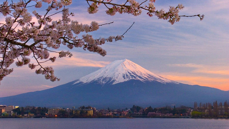 Download Cherry Blossom And Mount Fuji Wallpaper Wallpapers Com