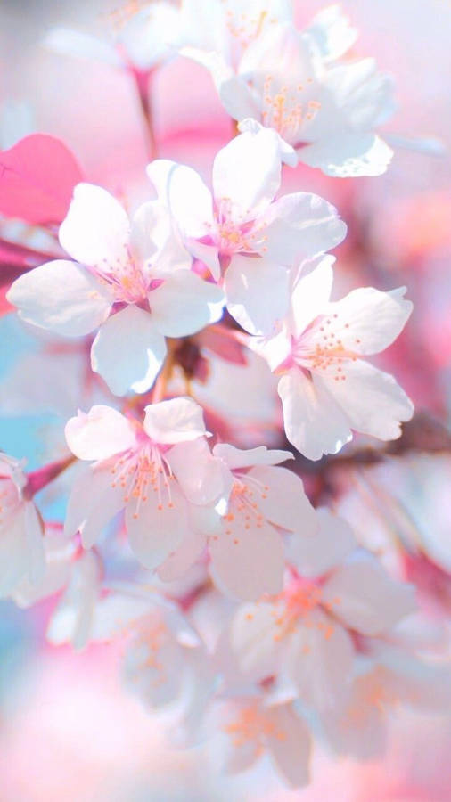 Download Sakura Wallpaper