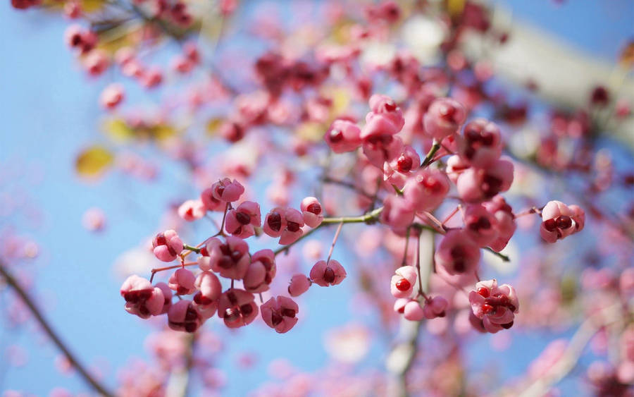 Macro wallpaper of cherry blossom tree with pink flowers