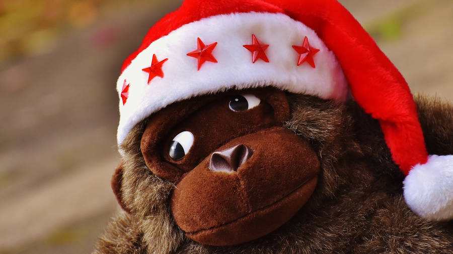 Download Christmas Monkey Santa Hat Wallpaper | Wallpapers.com