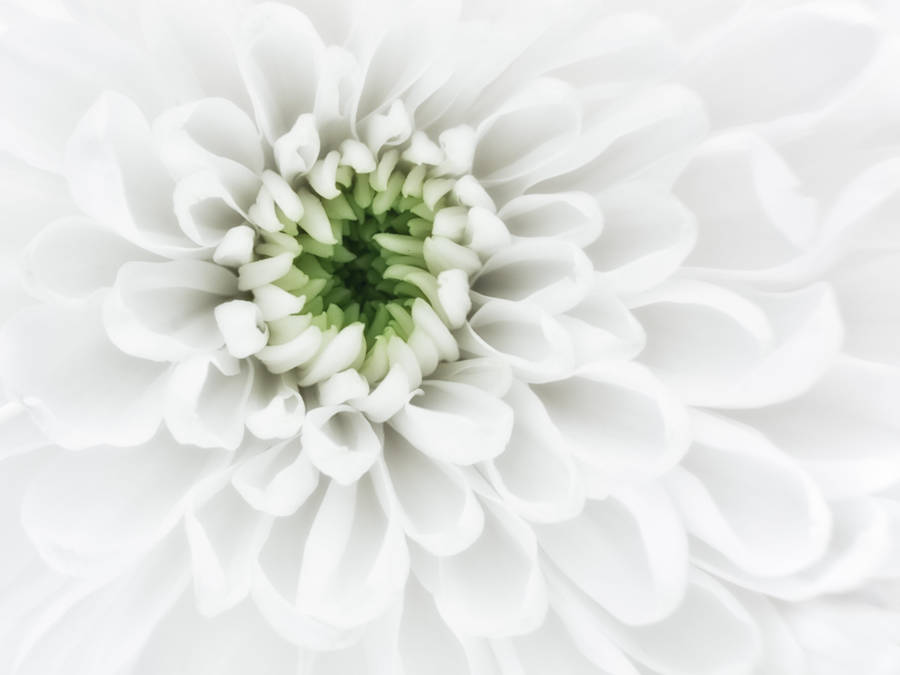 Download Chrysanthemum White Petals Wallpaper | Wallpapers.com