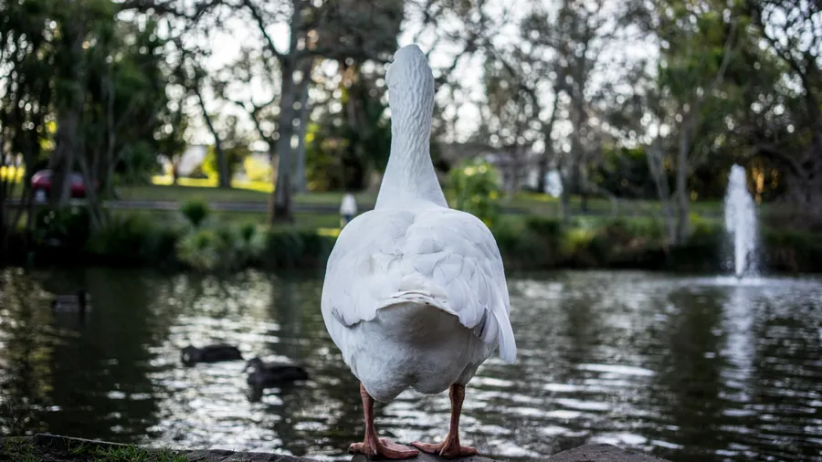 White duck back view wallpaper