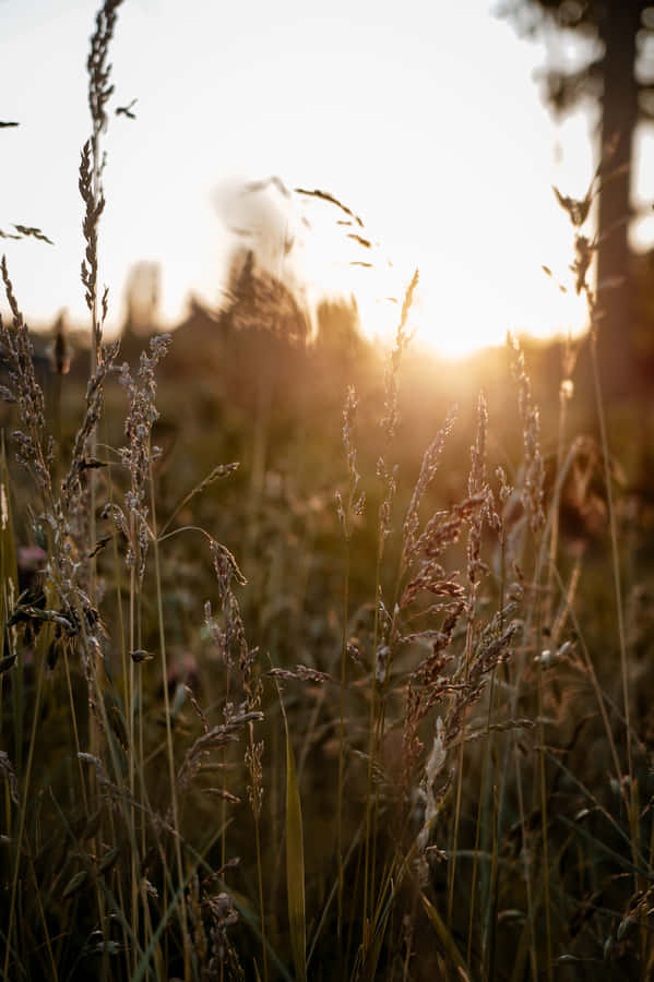 "GooglePixel In Bloom Collection Grass Field" could be translated to "Google Pixel I Blomsterkollektionen Gräsplan". This would refer to a collection of wallpapers available for use on Google Pixel devices, with one of the options featuring a grass field.