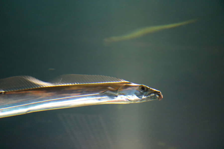 Pesce Cutlass in Nuoto Sott'acqua