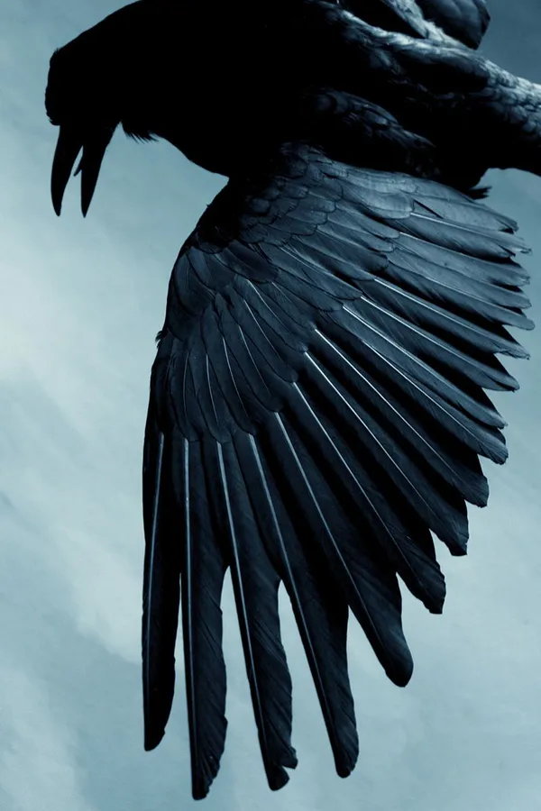 Crow Pictures