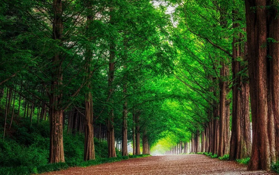 Forest Green