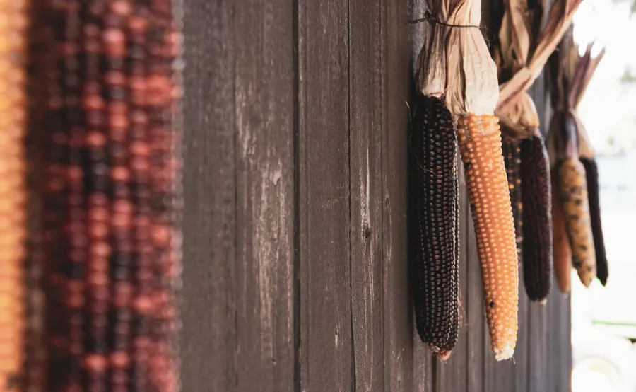 Hanging Rustic Fall Flint Corn