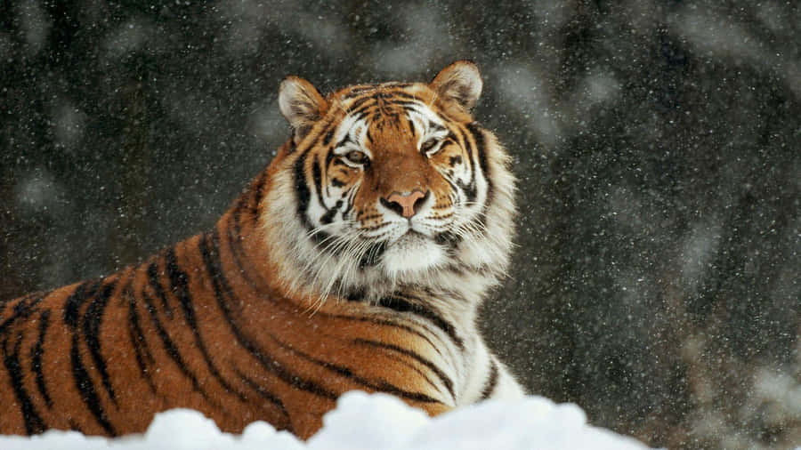 Sibirischer Tiger im Schneefall.jpg