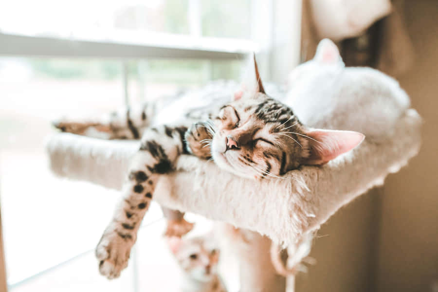 Immaginicarine di gatti che rilassano