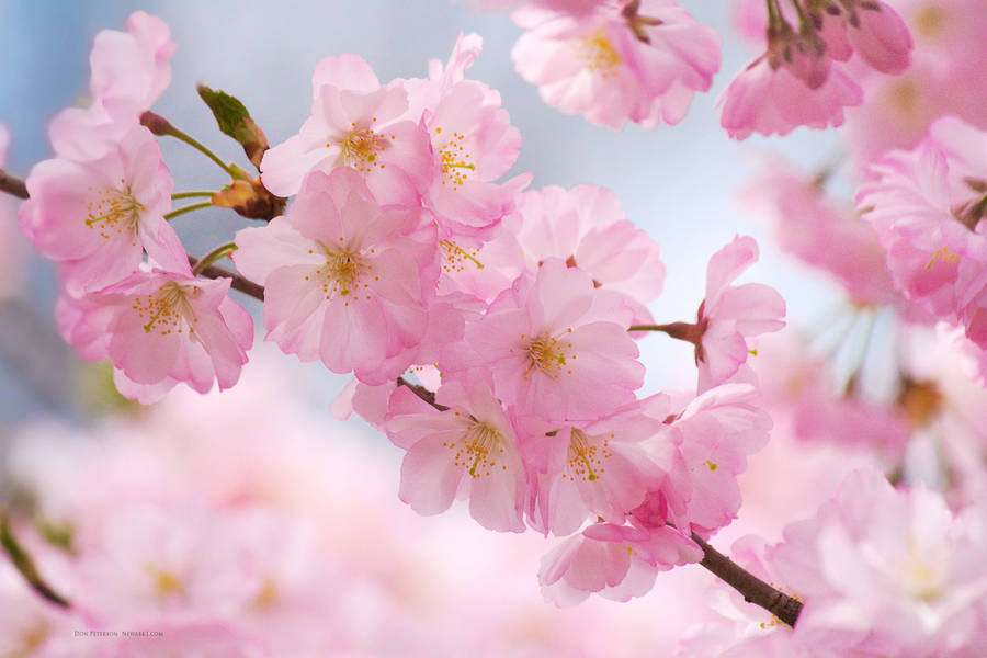 Download Cherry Blossom Wallpaper