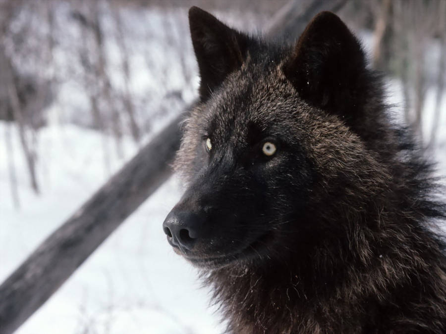 Download Close-up Of Cool Black Wolf In Woods Wallpaper | Wallpapers.com