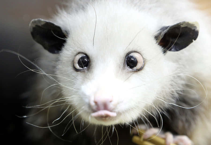 7,320 Possum Images, Stock Photos, 3D objects, & Vectors | Shutterstock