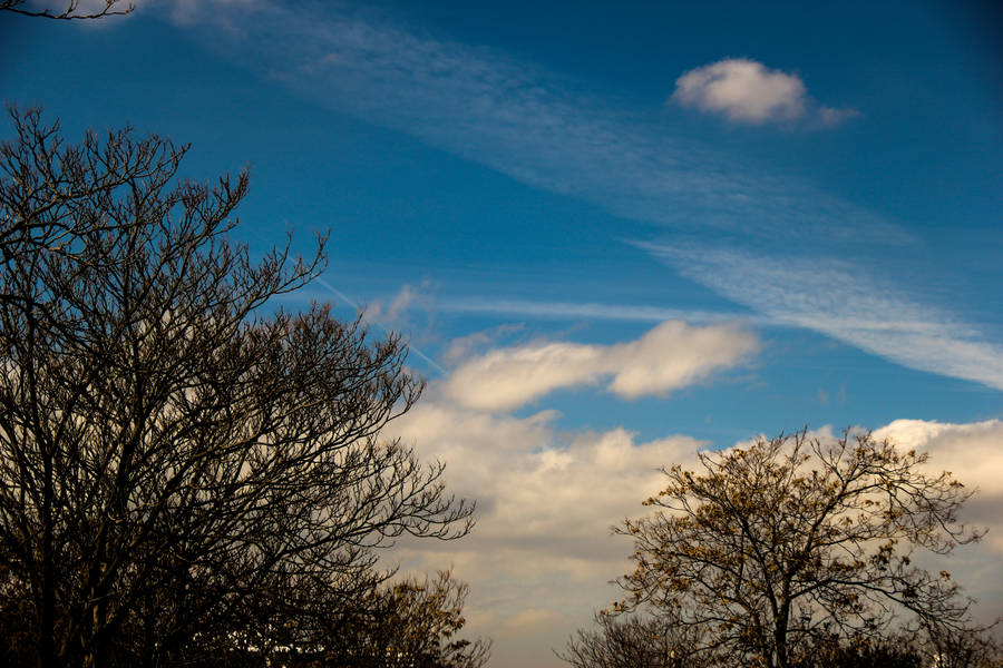 Download Cloudy Azure Sky With Trees Wallpaper | Wallpapers.com