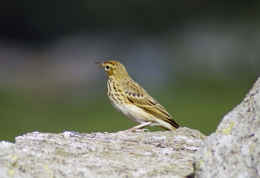 Unosplendido uccello giallo zafferano su un ramo