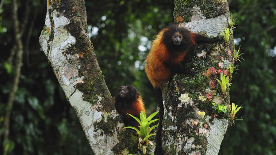 Rote Tamarine im Regenwald.jpg