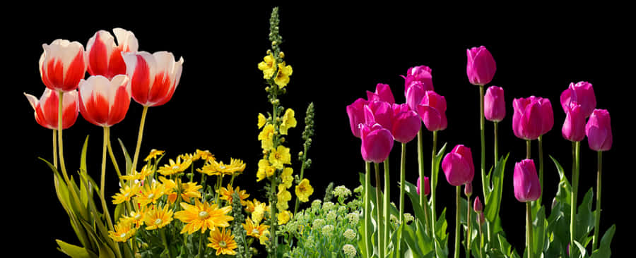 Colorful_ Tulips_and_ Spring_ Flowers_ Against_ Black_ Background.jpg