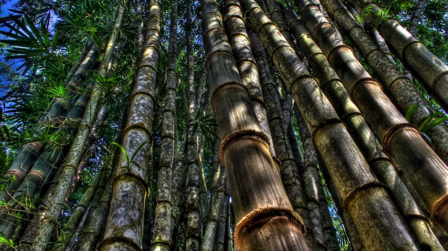 árvoresde bambu na floresta