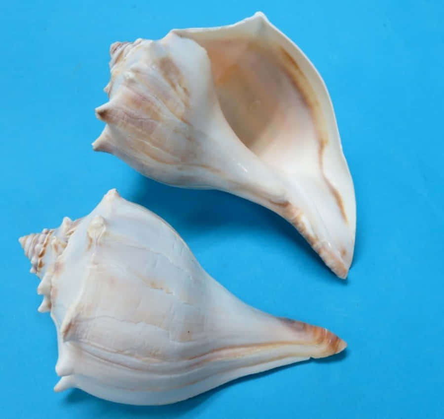 En Närbild Av En Whelk Skal