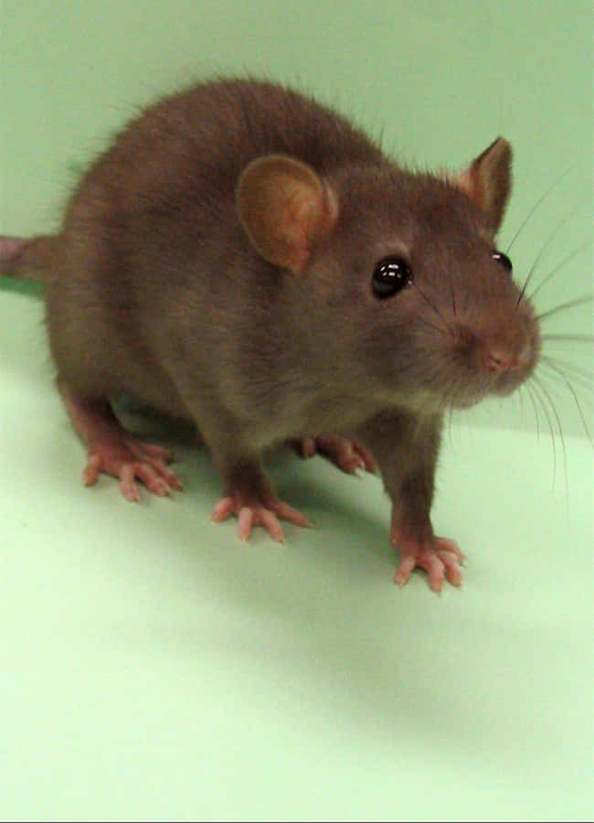 Gaming Muis Achtergronden