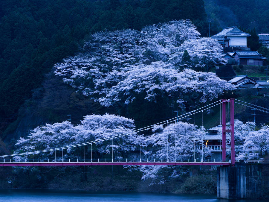 Download Cool Blue Sakura In Japan Wallpaper | Wallpapers.com