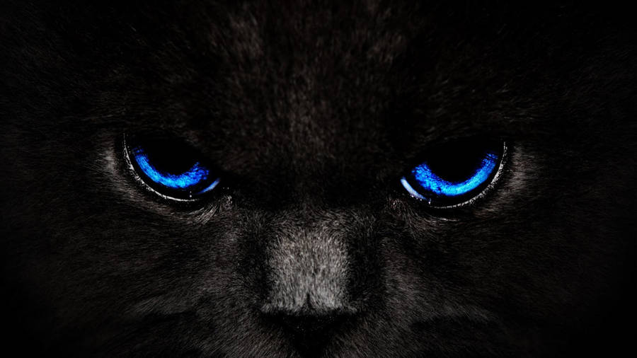 Cool cat bluish eyes wallpaper