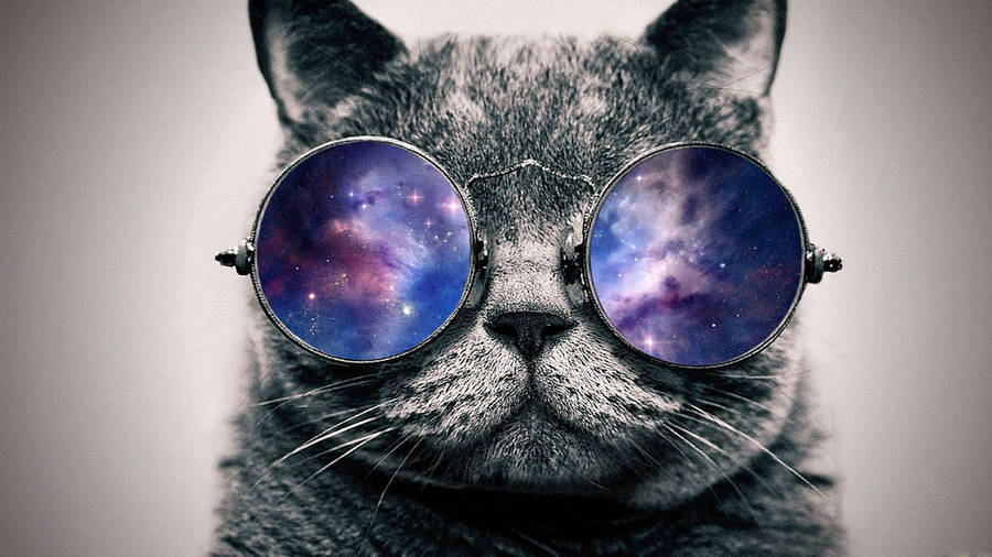 Cool cat galaxy glasses wallpaper
