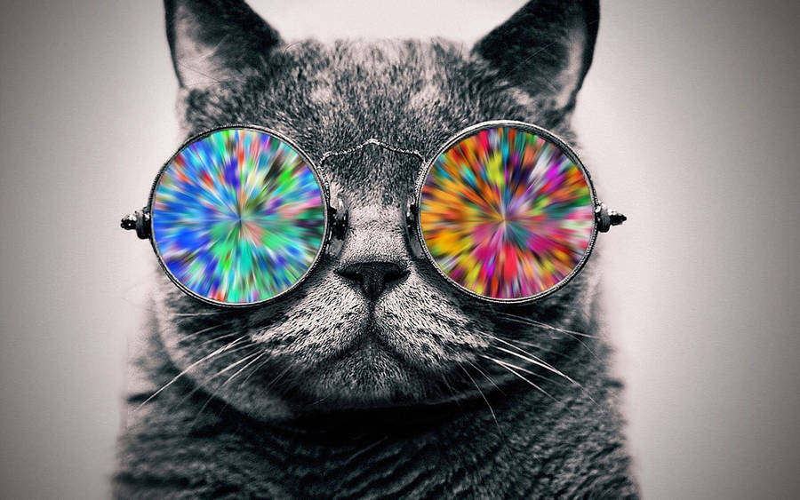 Cool cat holographic glasses wallpaper