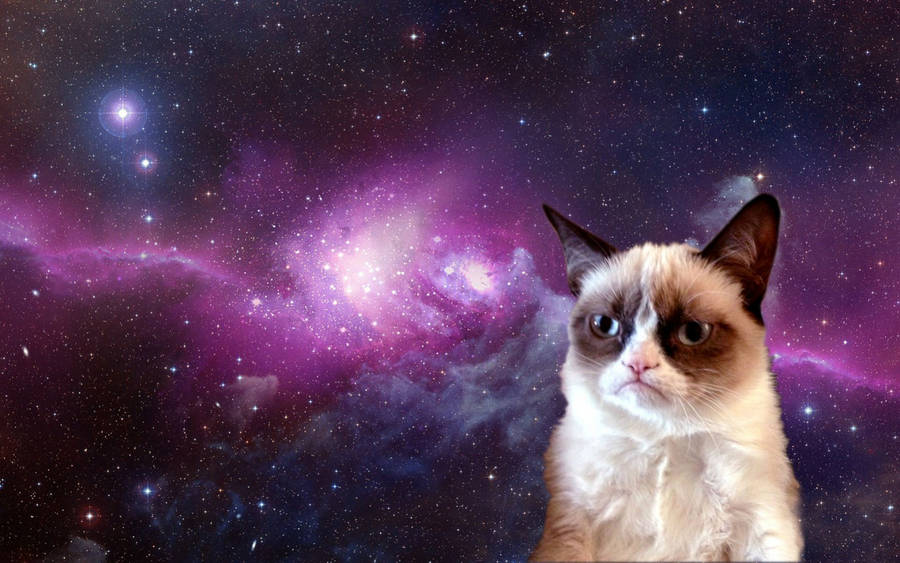 Cool Cat In Outer Space wallpaper