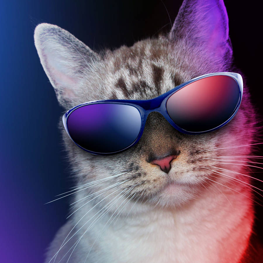 Cool Cat In Sunglasses wallpaper