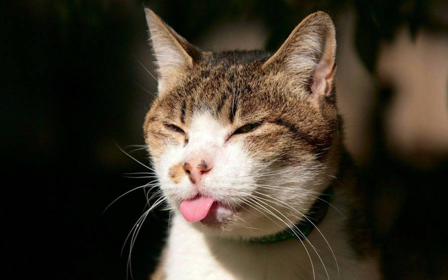 Cool cat tongue out wallpaper