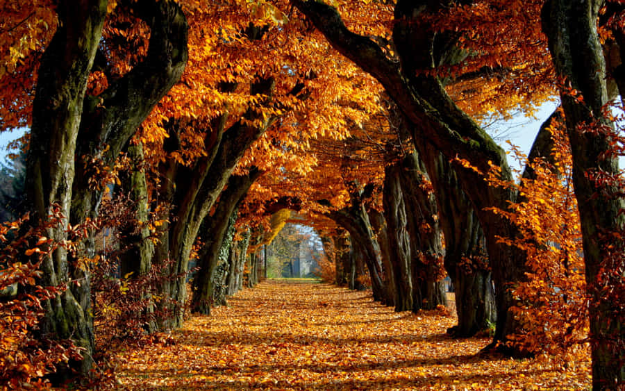 Cool Fall