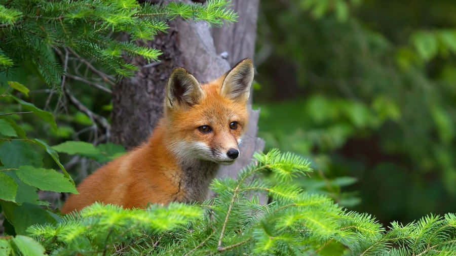 Cool Fox