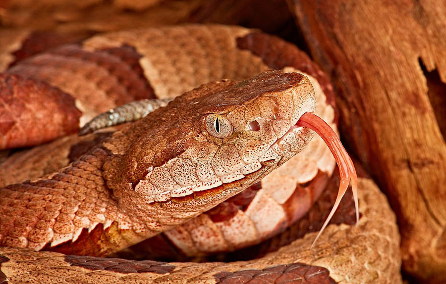 Download Copperhead With Gold Vertical Slit Eyes Wallpaper | Wallpapers.com