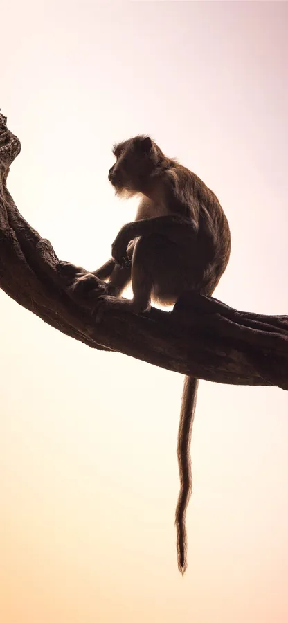 Monkey Iphone
