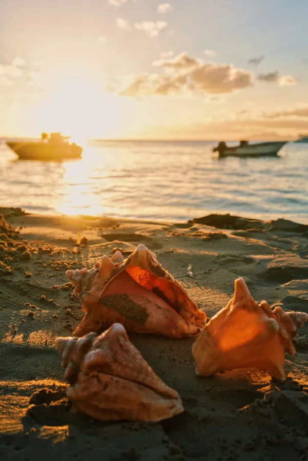 Sunset Seashells Beachscape