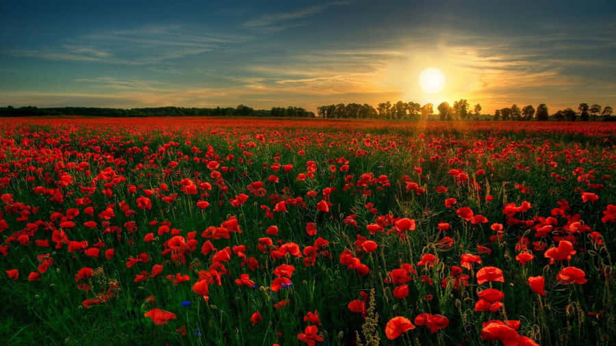 Valmvall1920 x 1080 bakgrundsbild