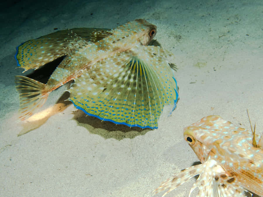 Flygande Gurnard Sprid Fena Under Vattnet