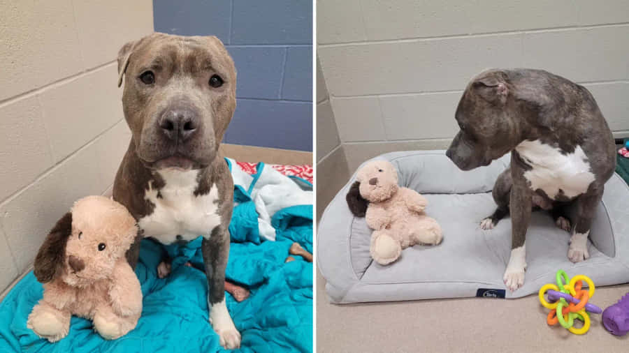 Cachorro com Companheiros de Brinquedo de Pelúcia